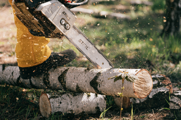 A Stihl chainsaw actively cutting a Birch tree.