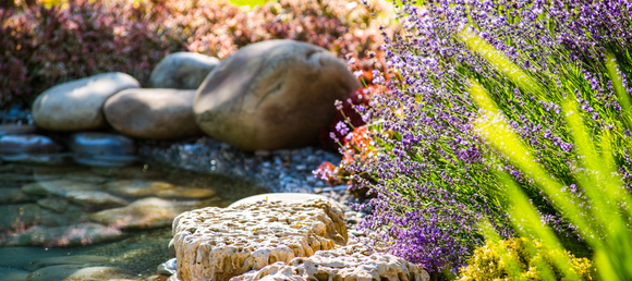 A lush and vibrant pond setting.